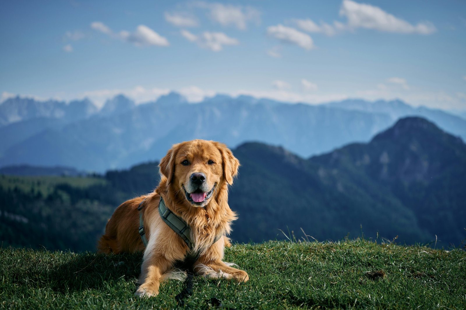 Traveling Europe With Your Dog: Country Rules, Pet Passports, and Entry Tips