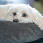 Free stock photo of dog, sleepy