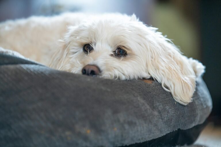 Free stock photo of dog, sleepy