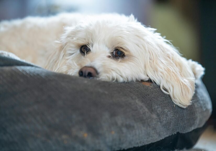 Free stock photo of dog, sleepy