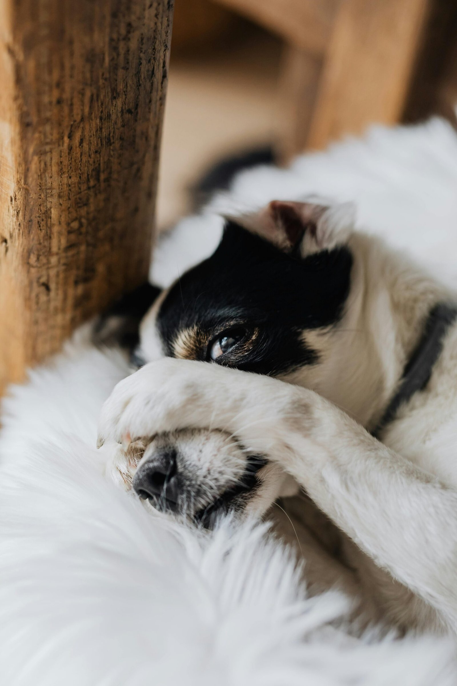 Cute dog lounging on a furry white blanket, playfully covering its face with a paw.