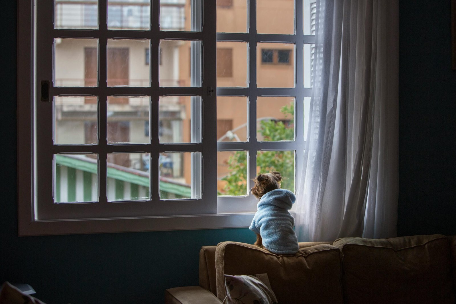 Adorable Yorkshire Terrier in a bathrobe gazing out the window in a cozy living room.