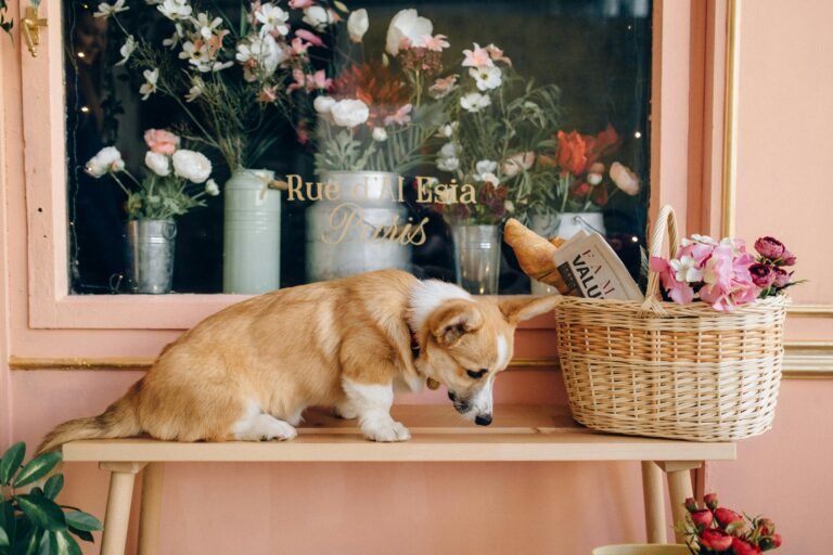 Cute corgi in a charming Parisian shop with flowers and basket.