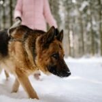 A German Shepherd walking with its owner in a snowy forest during winter.