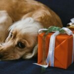 A golden retriever resting beside colorful wrapped gifts, showcasing a cozy holiday scene.