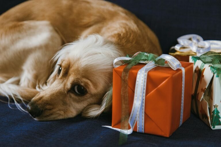 A golden retriever resting beside colorful wrapped gifts, showcasing a cozy holiday scene.