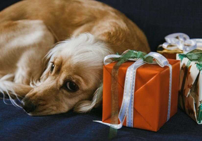 A golden retriever resting beside colorful wrapped gifts, showcasing a cozy holiday scene.
