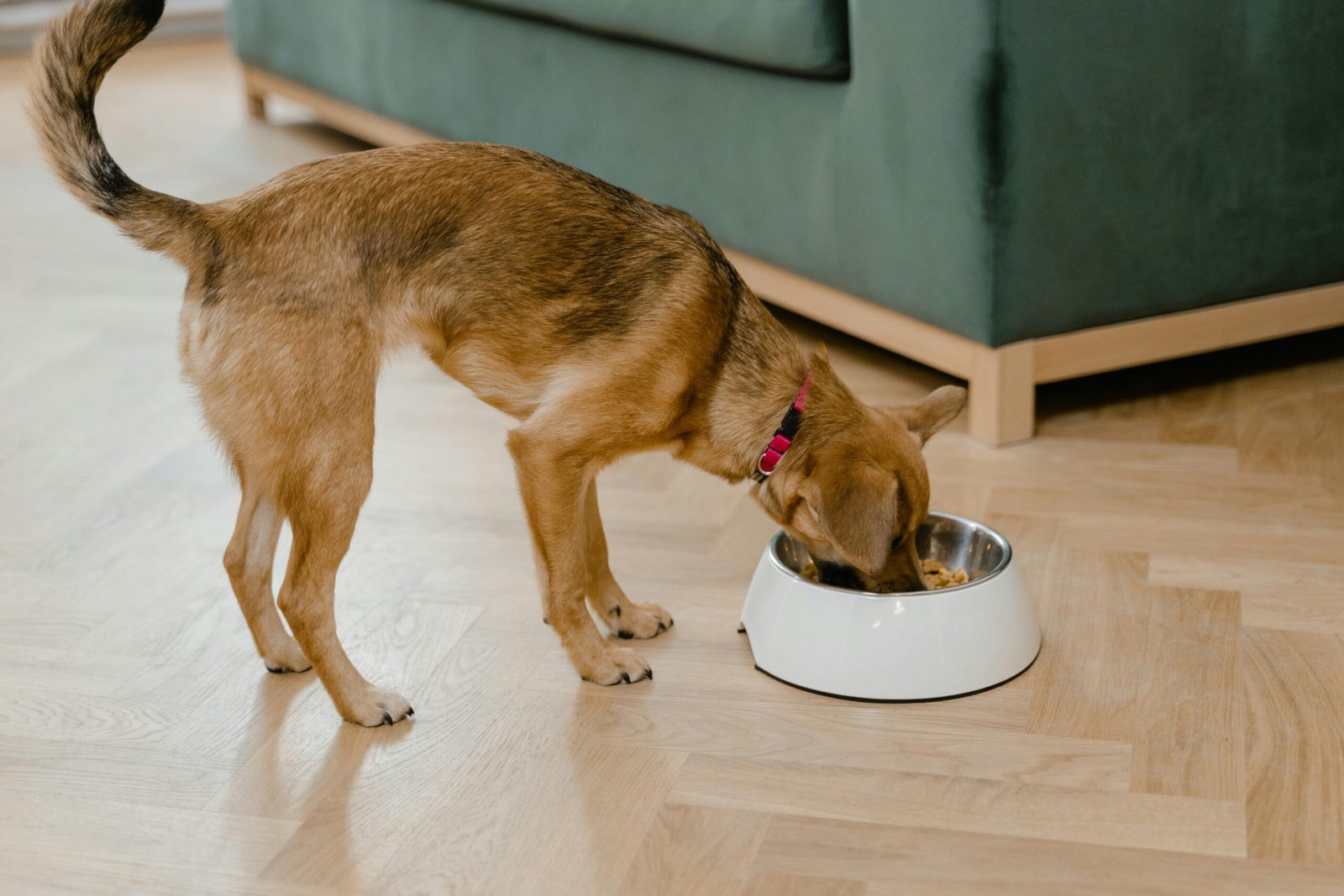 Understanding Dog Nutrition: What Every Owner Should Know About Protein, Fat, and Carbs