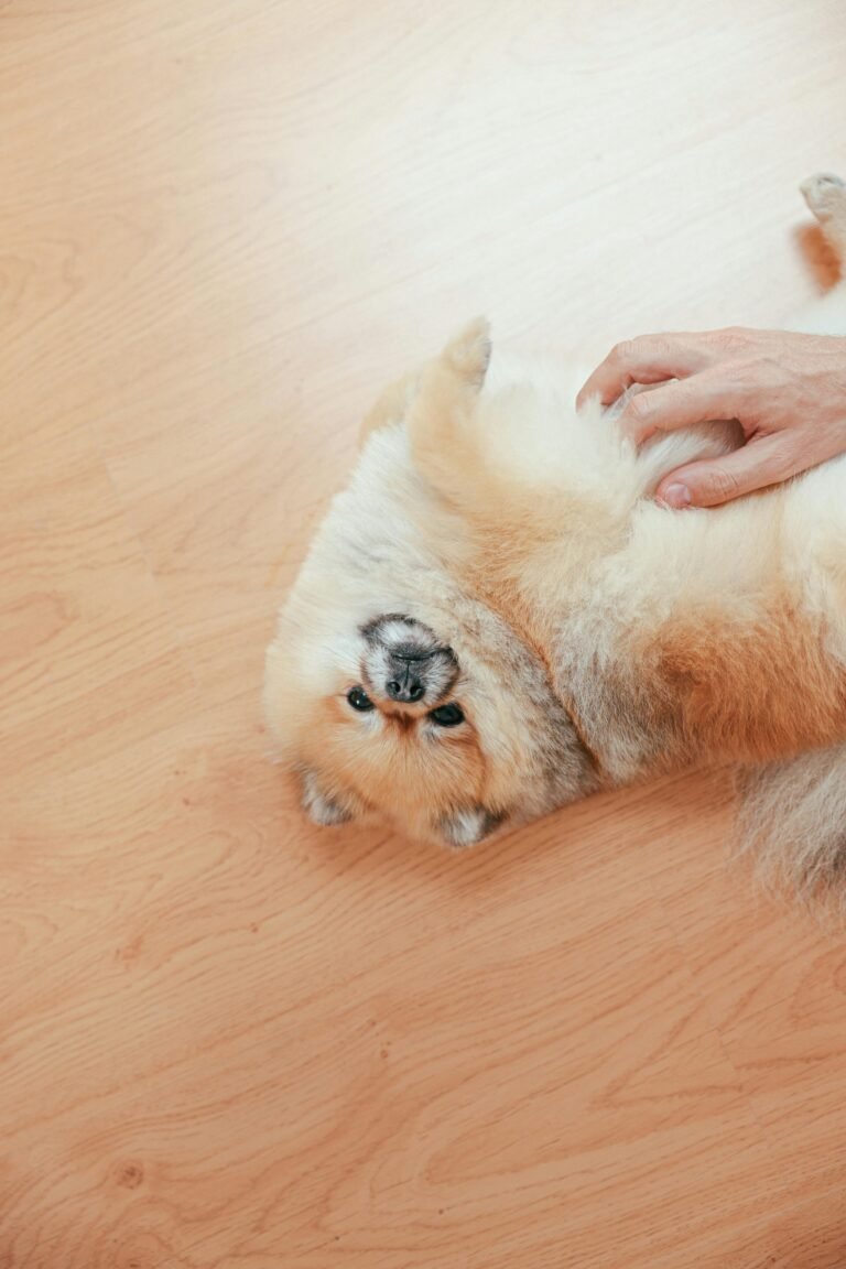 Adorable Pomeranian dog lying on its back, enjoying a belly rub on a wooden floor.
