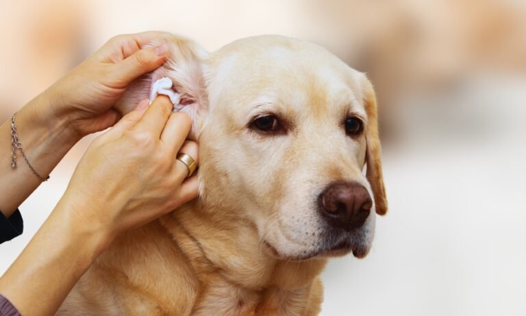 dog ear cleaning