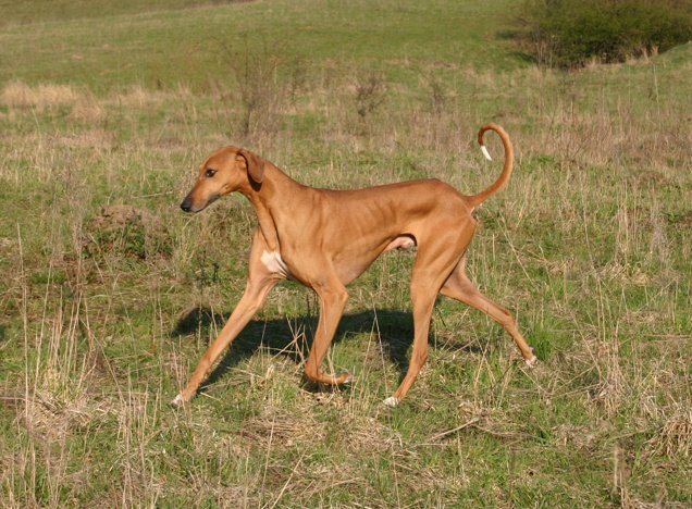 Azawakh: West Africa’s Elegant and Loyal Desert Sighthound
