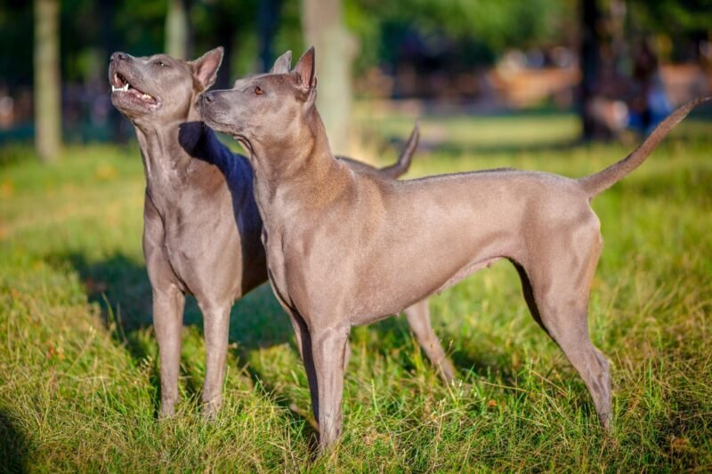 Thai Ridgeback: Thailand’s Rare Ridgeback Breed – History, Characteristics & Care