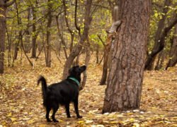 dog chasing squirrel