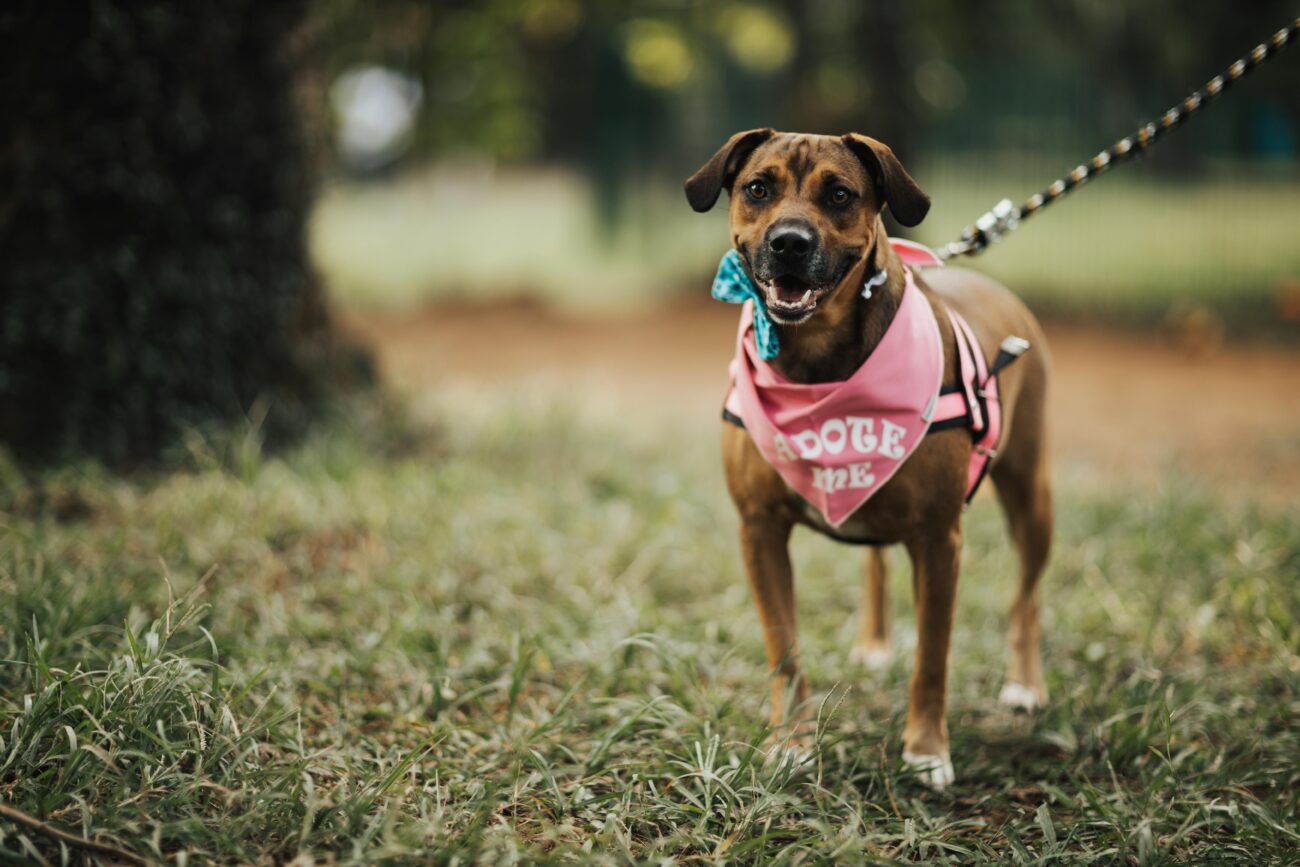 A cute dog wearing a pink bandana on a leash, enjoying a day at the park.