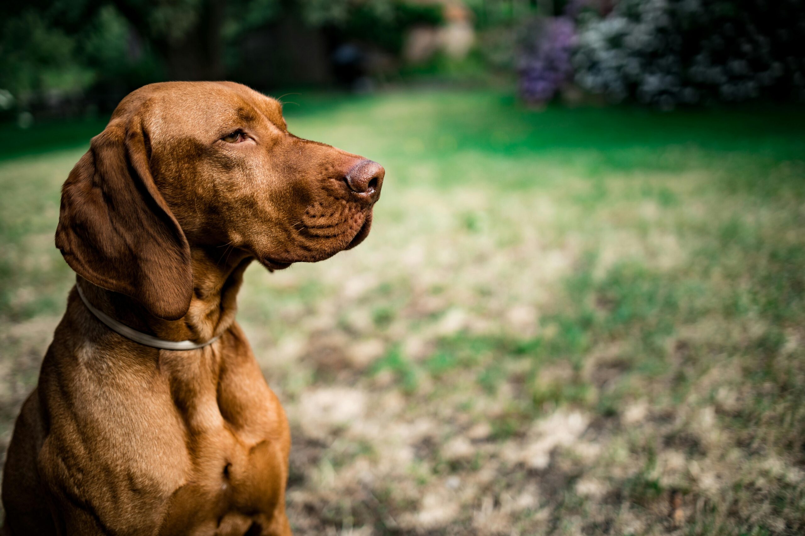 Vizsla: History, Characteristics, Temperament, and Care for Hungary’s Versatile Pointer