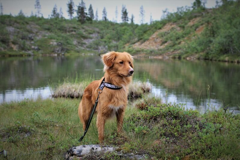 A Nova Scotia Duck Tolling Retriever stands by a serene Finnish lake, amidst lush greenery.