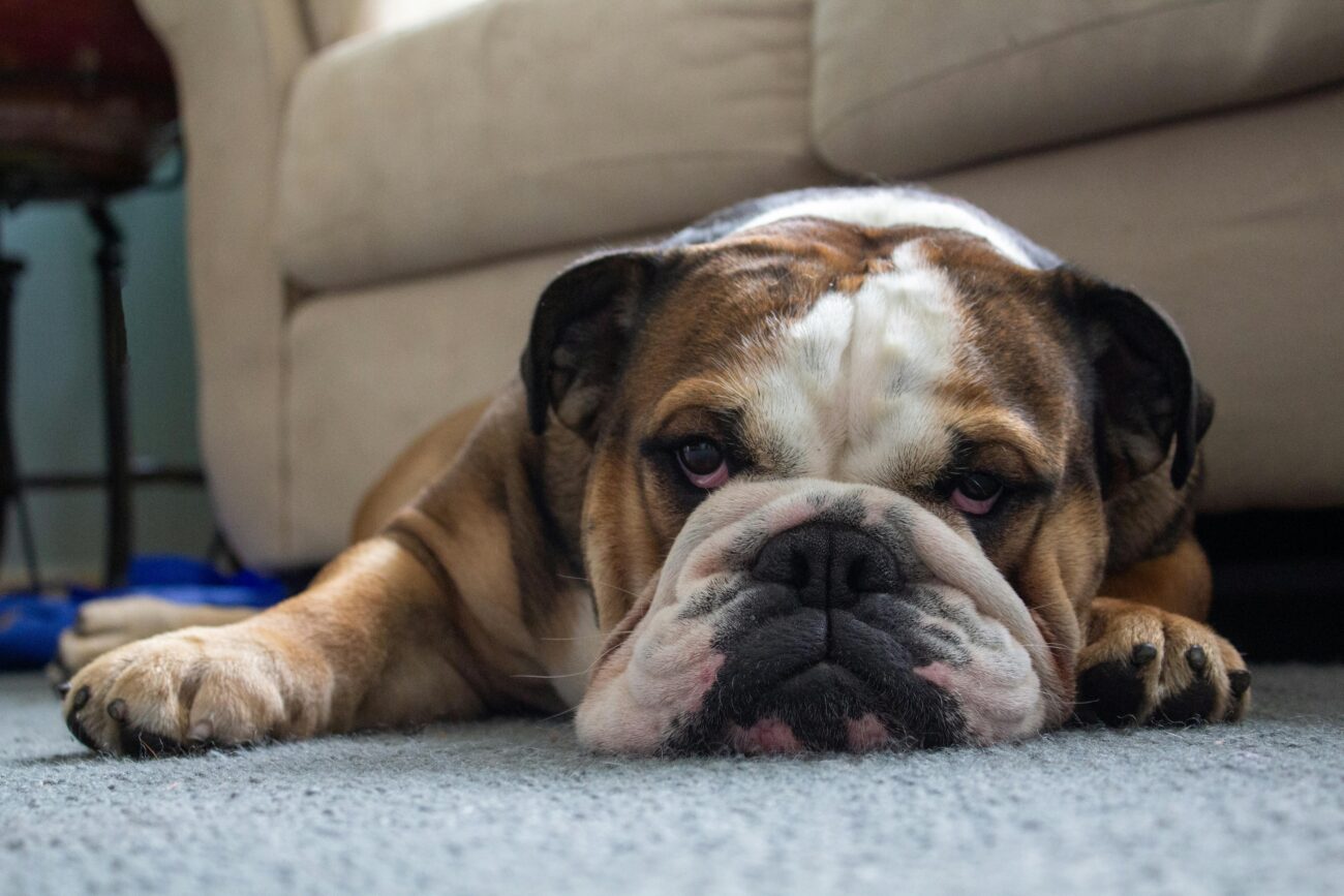 Cute English bulldog lying lazily on the carpet in a cozy home setting.