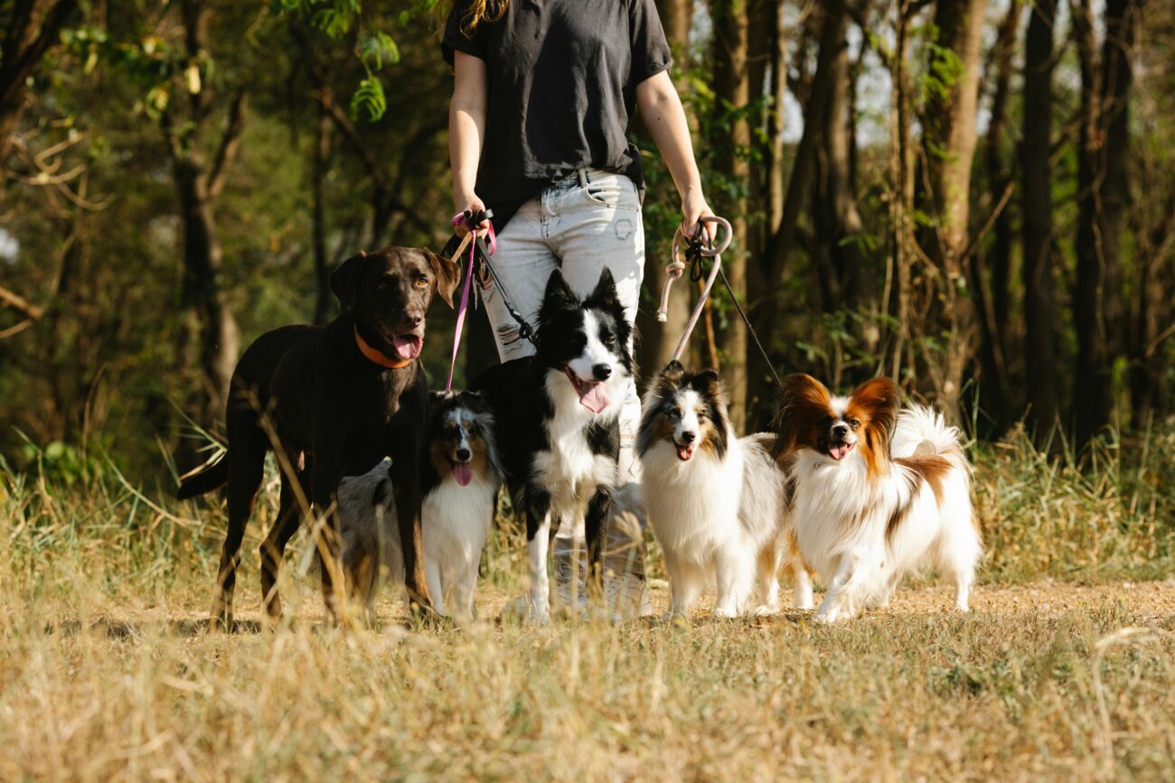 A woman walks several dog breeds on leashes through a wooded area in summer.