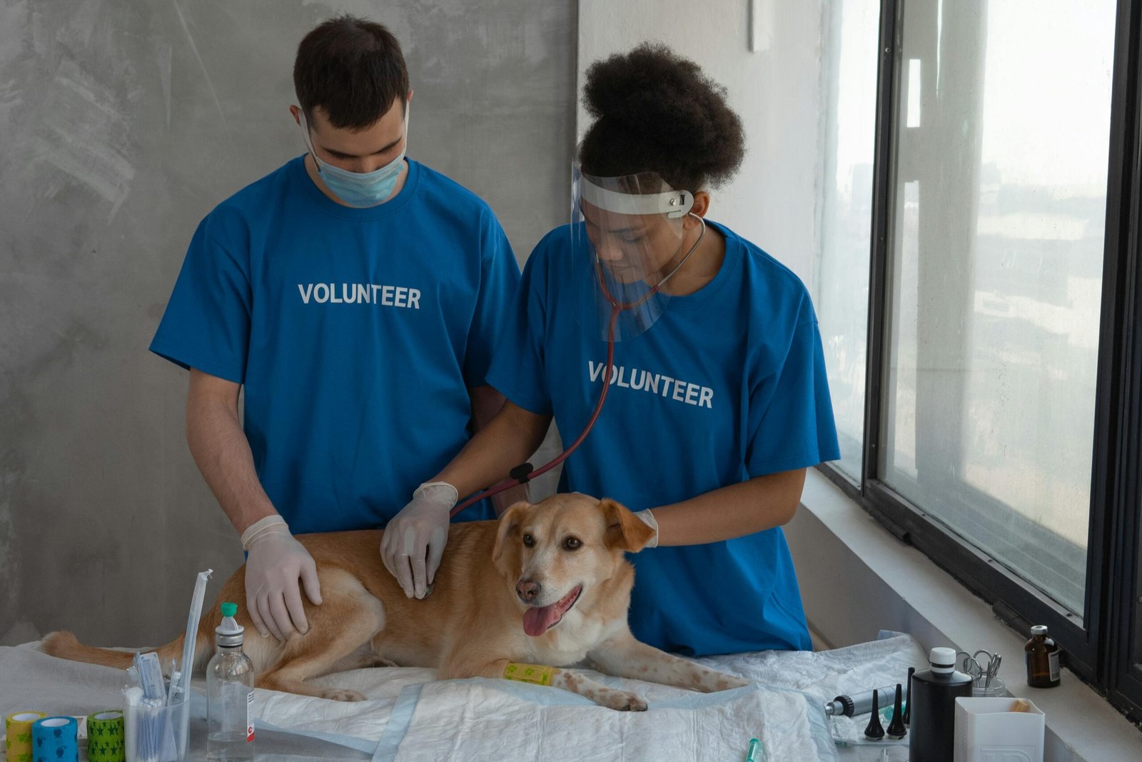 Volunteers conducting a health check-up on a dog in a clinic setting.