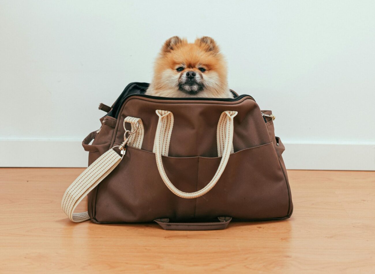 Cute Pomeranian resting in a stylish travel bag indoors on a wooden floor.
