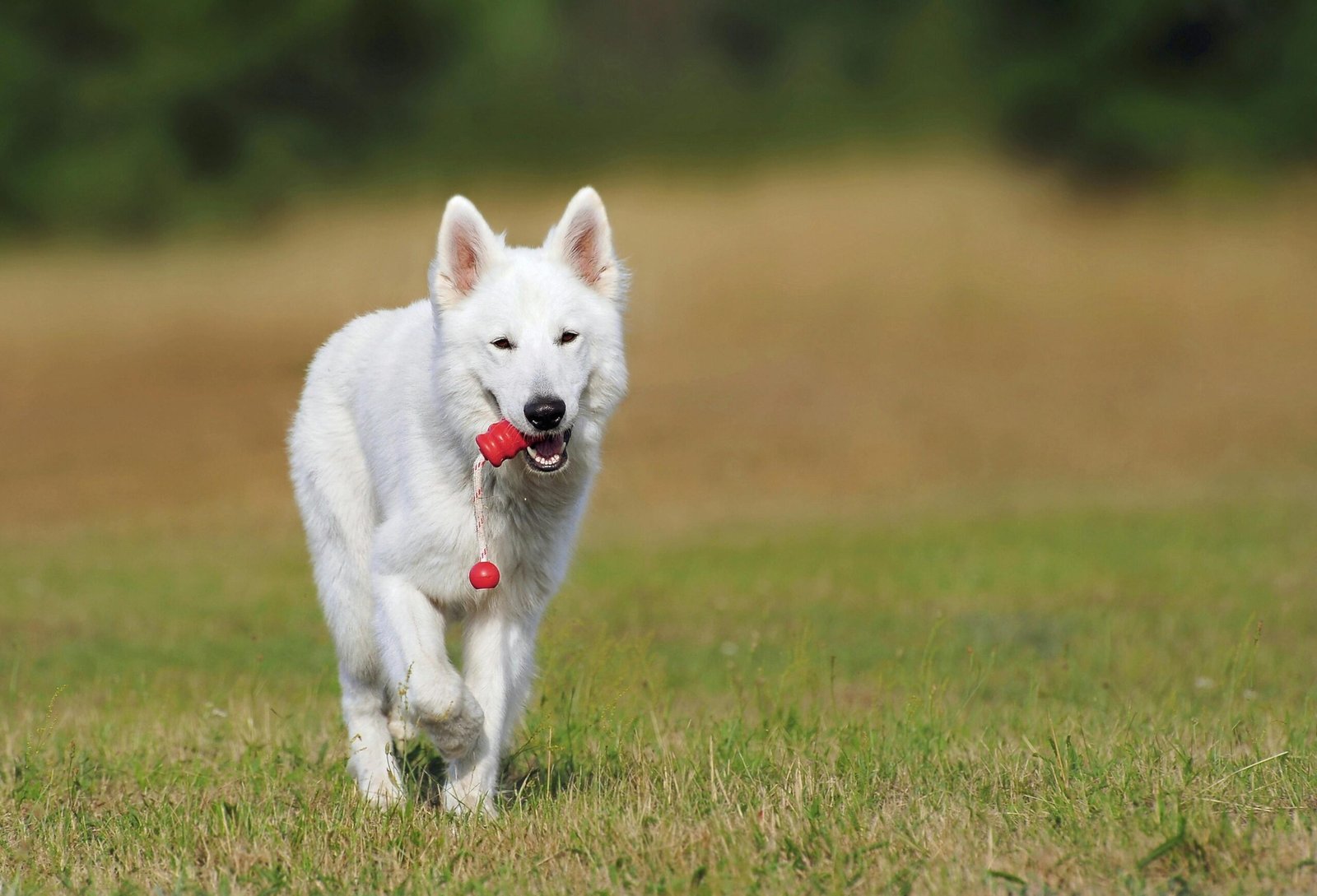Teaching Your Dog to Fetch: A Step-By-Step Guide for Every Breed