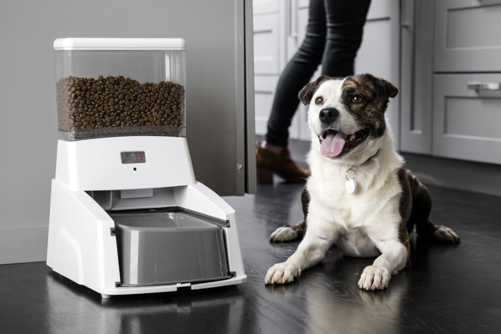 dog feeder