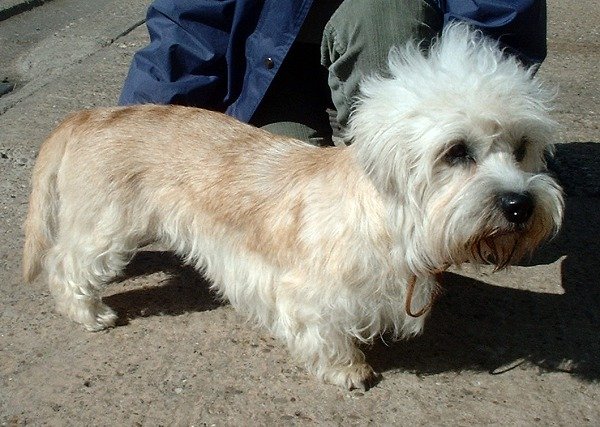 Dandie Dinmont Terrier: The Delightful and Rare Companion Breed