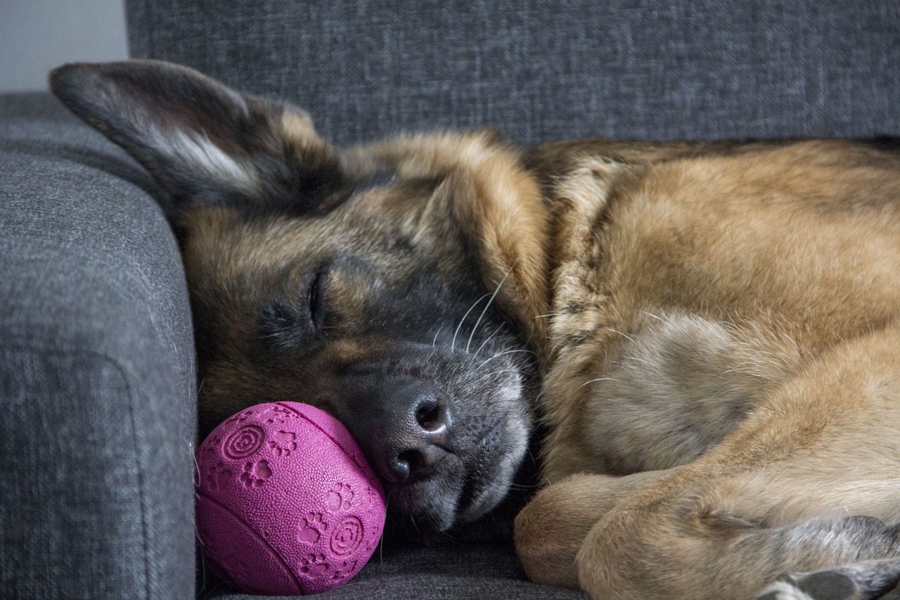dog, german shepherd, sleep, animal, schäfer, sleeping dog, sofa, rest, pet, peaceful, ro, residual