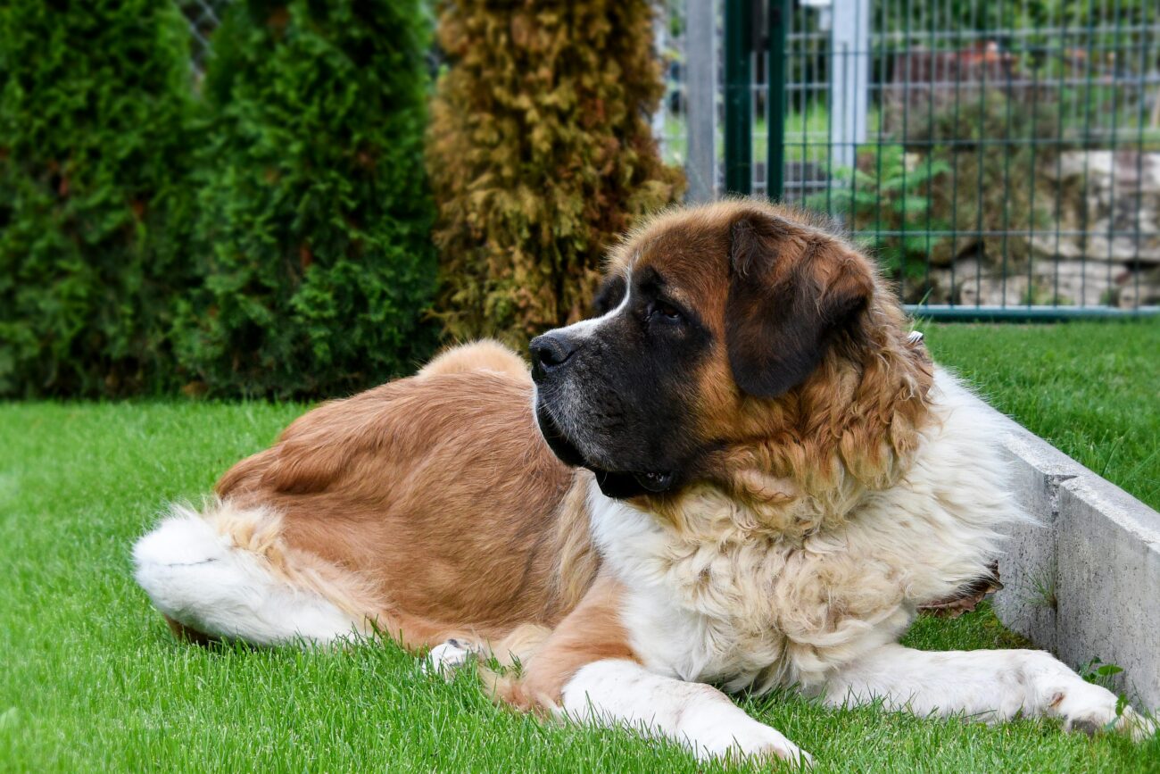 A serene St. Bernard dog lies on vibrant green grass in a backyard setting.