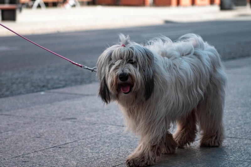 Charming Polish Lowland Sheepdog being walked in Warsaw's urban setting.