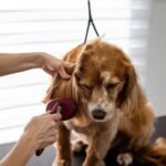 A close-up of a Cocker Spaniel receiving grooming care indoors.