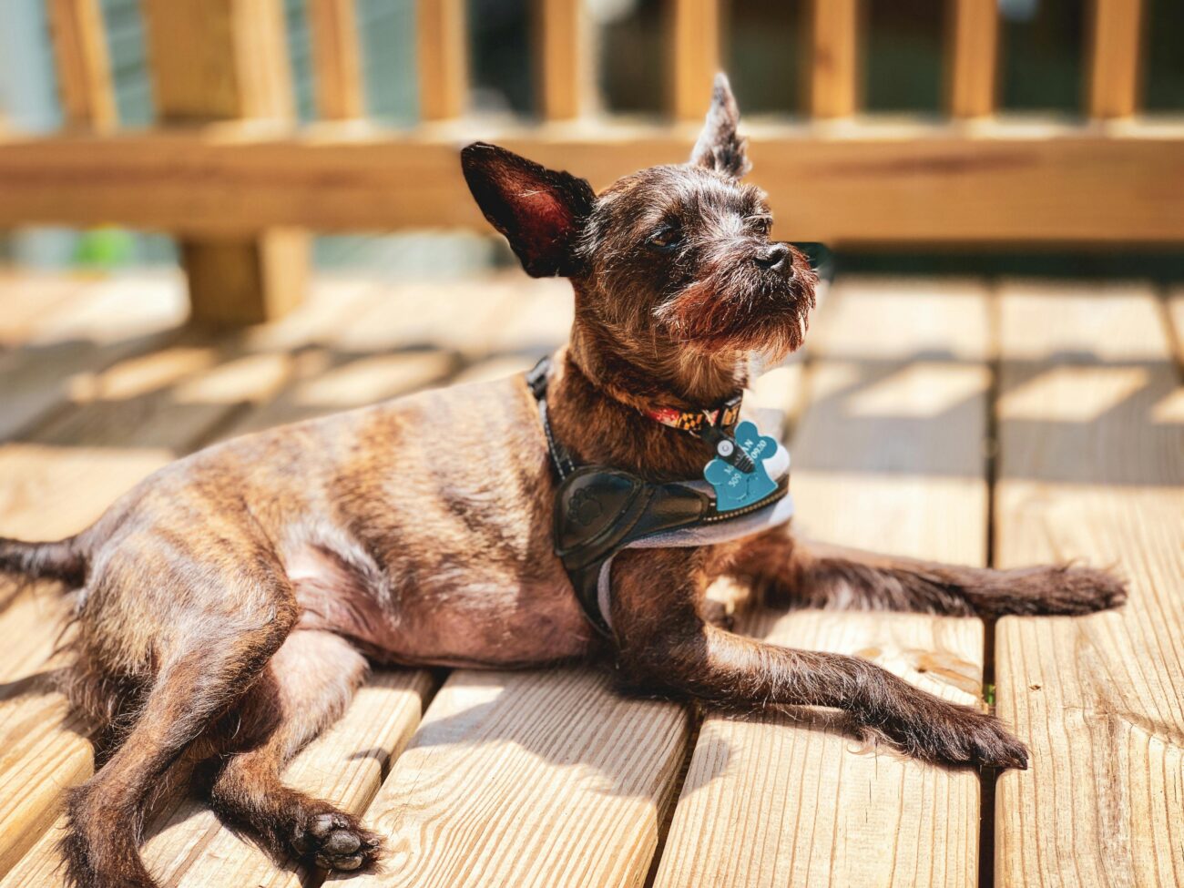 Cute brown terrier dog lounging on a sunny wooden deck outdoors.