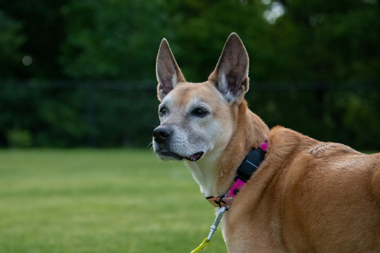 A Carolina dog with a collar posing in an outdoor park, showcasing its keen expression against a green backdrop.