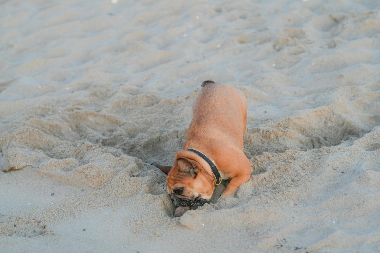 French Bulldog joyfully digging into sandy beach at Cove Island Park in Stamford, Connecticut.