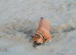 French Bulldog joyfully digging into sandy beach at Cove Island Park in Stamford, Connecticut.