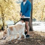 A man wearing a blue jacket walks an Akita dog on a leash in a sunlit park with autumn leaves.