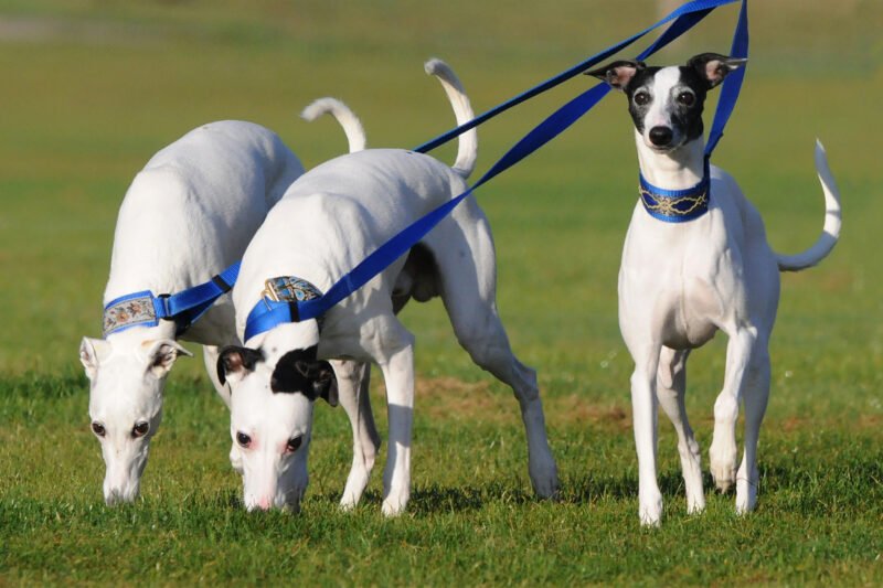 Whippets: Graceful Sprinters and Gentle Companions