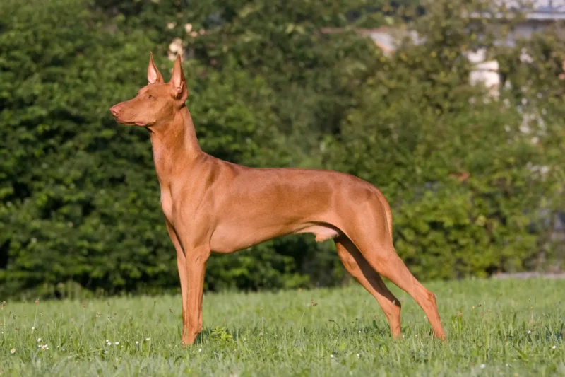 Pharaoh Hound: An Ancient Sighthound with a Modern Heart