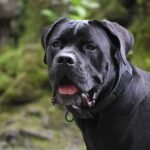 cane corso, dog, animal, mammal, canine, pet, domestic, nature, portrait, cane corso, cane corso, cane corso, cane corso, cane corso