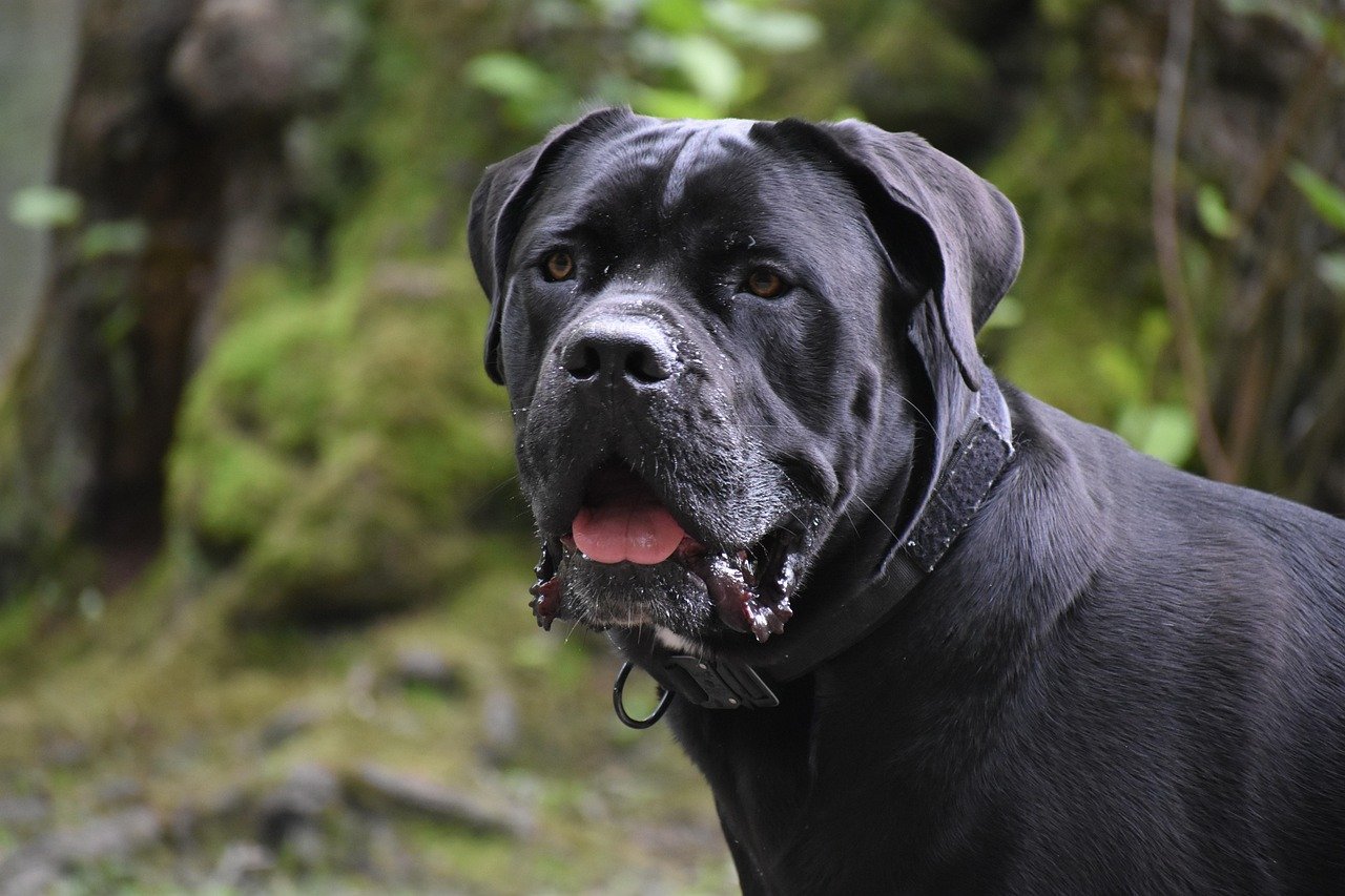 cane corso, dog, animal, mammal, canine, pet, domestic, nature, portrait, cane corso, cane corso, cane corso, cane corso, cane corso