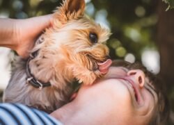 woman, animal, yorkie, friends, dog, domestic animal, purebred dog, yorkshire terrier, canine, pet, outdoors, lick