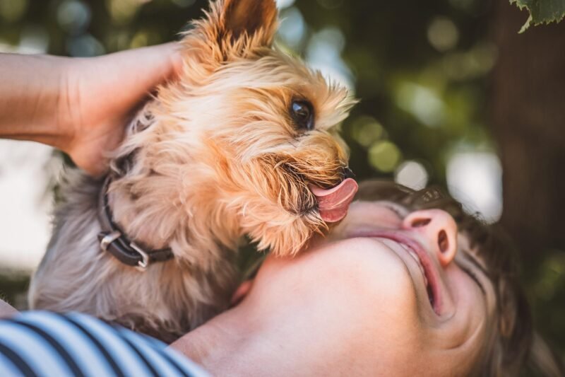 Why Do Dogs Lick? A Deep Dive Into Canine Behavior