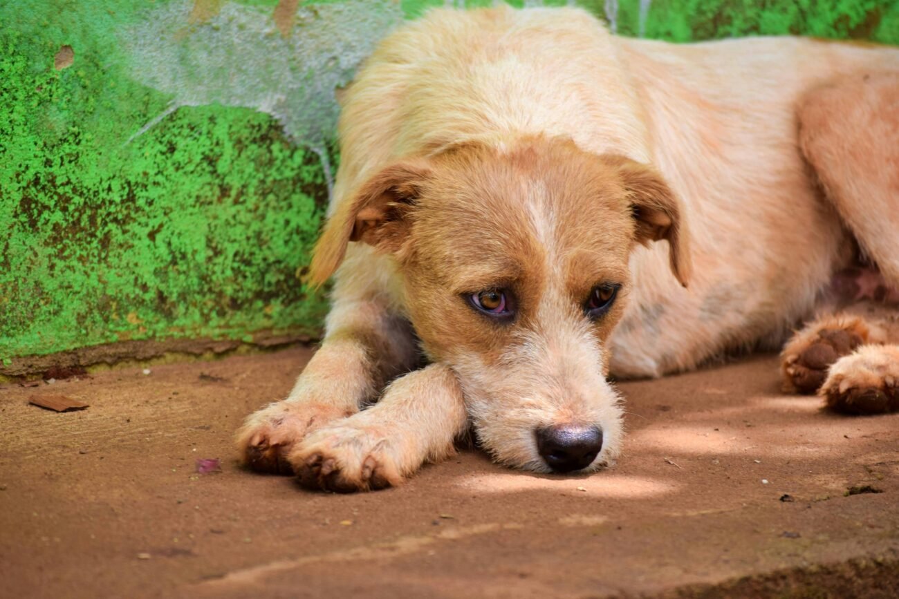 A close-up image of a stray dog lying on the ground with a vibrant green wall background, evoking empathy.