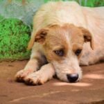 A close-up image of a stray dog lying on the ground with a vibrant green wall background, evoking empathy.