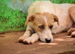 A close-up image of a stray dog lying on the ground with a vibrant green wall background, evoking empathy.