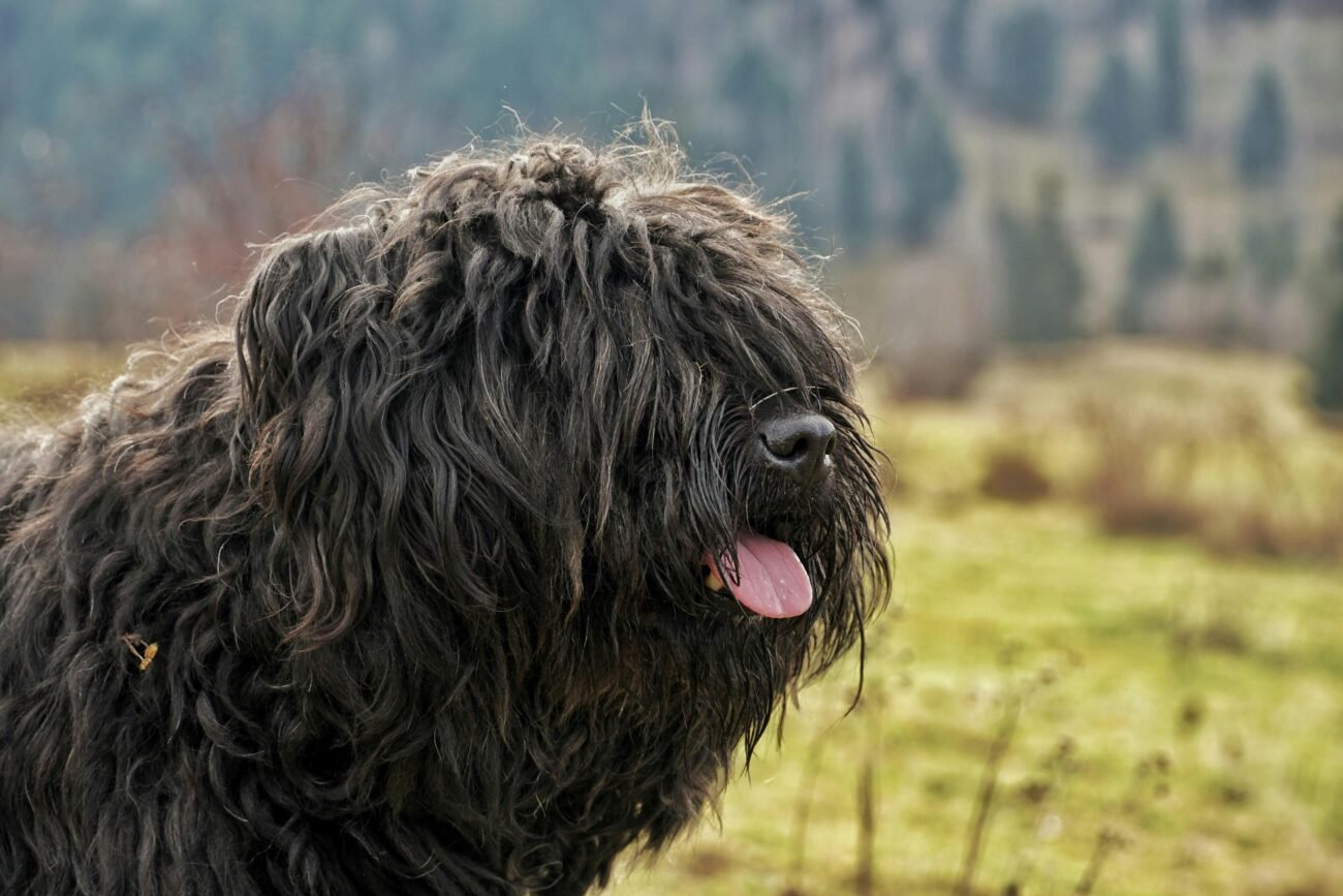 Close-up of a Bouvier des Flandres dog outdoors with a blurred nature background.