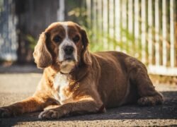 A relaxed English Springer Spaniel dog lying on the ground outdoors in warm sunlight.