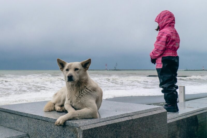 Can Dogs Sense Natural Disasters? Understanding Your Dog’s Sixth Sense