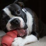 Cute Boston Terrier playing with a chew toy indoors, showcasing playful pet behavior.
