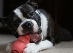 Cute Boston Terrier playing with a chew toy indoors, showcasing playful pet behavior.